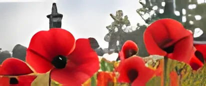 Red poppies in a field with a church spire behind